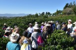 Costa Rica - Besuch einer Café-Plantage